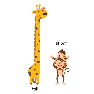 Opposite  tall and short vector illustration