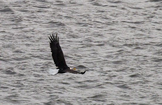 Seeadler Haliaeetus albicilla