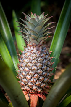 Pineapple tropical fruit growing in a nature. Pineapples plantation and farm.