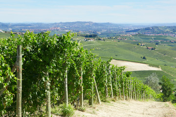 Fototapeta na wymiar Green vineyards and Italian Langhe hills view in a sunny day, blue sky