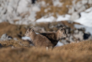 Steinbock Steinwild