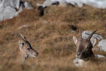 Steinbock Steinwild