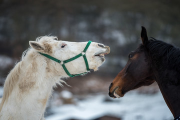 Two horses play together