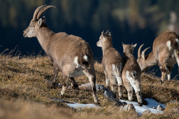 Steinbock Steinwild