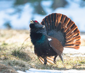 Auerhahn tetrao urogallus