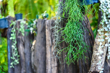 staghorn Fern. Platycerium holttumii Joncheere & Hennipman. POLYPODIACEAE