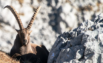 Steinbock Steinwild © Rudi REINER