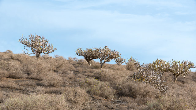 Euphorbia balsamifera ou Tabaiba dulce &agrave; Lanzarotte