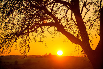 sunset in autumn with tree