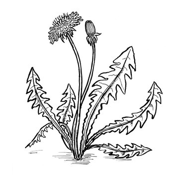 dandelion leafs and flowers hand draw illustration