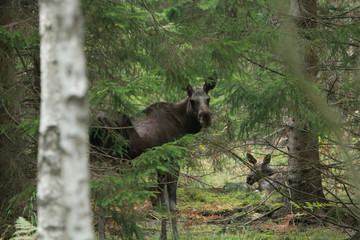 Elch Moose