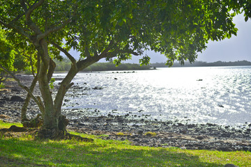Ile Maurice - Le Morne mangrove