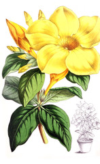 Illustration of a flower.