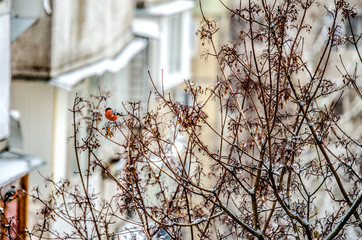A small bullfinch sits on a tree branch in the city.
