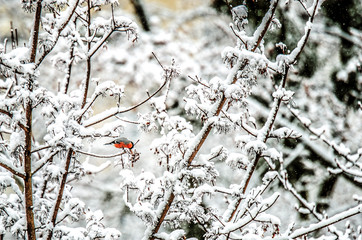 A small bullfinch pecks seeds, sitting on a snow-covered branch.
