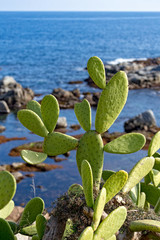 Fototapeta na wymiar Cacti cluster near the ocean coastal in Costa Brava in Spain