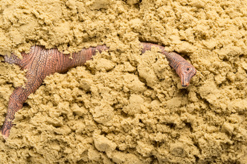 Brachiosaurus on sand concept of animal excavating