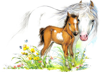 Horse and foal watercolor illustration © Елена Фаенкова
