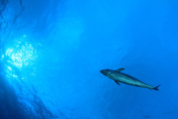 Tuna fish in ocean