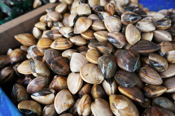 fresh shells seafood in market for sale