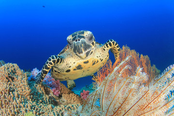 Fototapeta premium Hawksbill Sea Turtle and coral reef underwater