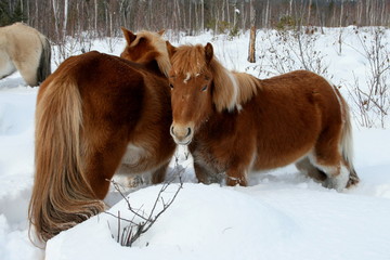 arctic horses