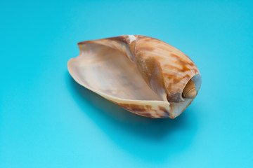 empty cymbium olla on blue background