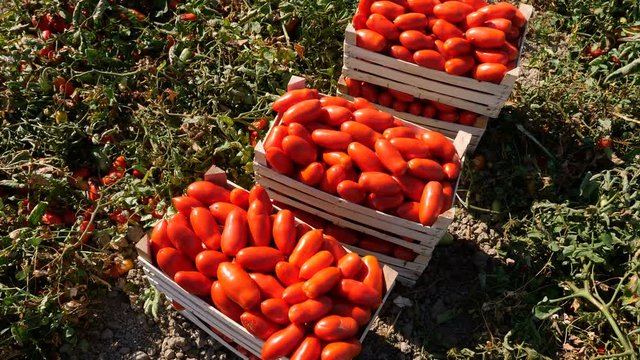 wooden boxes full of freshly picked tomatoes- Rossano, Calabria, Italy