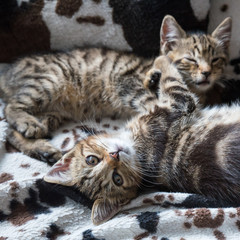 Chats - Cats