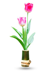 fresh tulip flower