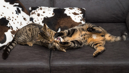 Chats - Cats