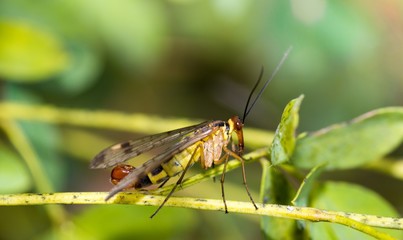 Gemeine Skorpionsfliege (Panorpa communis), sitzt auf Blatt, Lüneburger Heide, Niedersachsen, Deutschland, Europa 