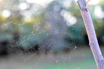 Autumn morning and the spider's web on the plants. Shallow depth of field