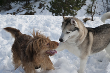 dog 3