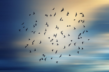 Silhouette of birds flying into the sunset clouds