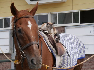 猫と馬