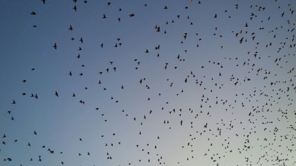 uccelli