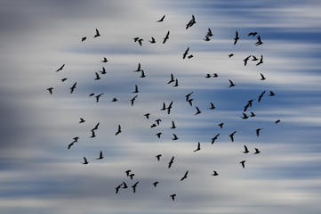 birds flying into the sky 
