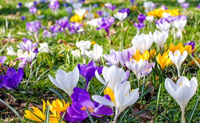 Frühlingserwachen, Ostergruß, Blütenzauber, Alles Liebe, Blütenmeer, Glück, Freude: Wiese mit zarten Krokussen :)