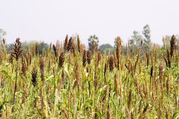millet farmland in Thailand  