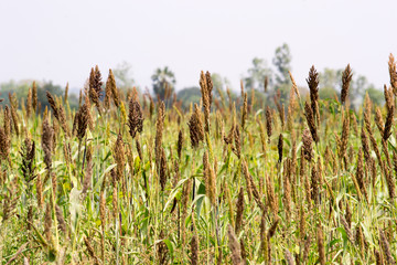 millet farmland in Thailand  