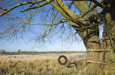 Hanging tire - swing on an old tree