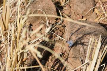 Butterfly in the garden