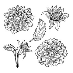 Dahlia flowers line art drawing set.