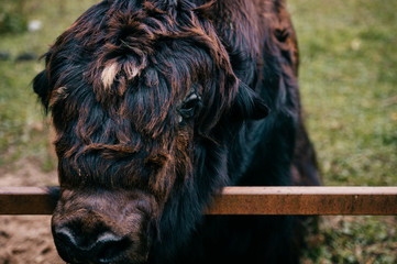 Closeup artistic portrait of primal ancient beast muzzle. Furry and funny mammoth hairy face. Prehistoric and endangered species in zoo. Wild danger angry mammal animal. Mongolian yak in wild terrain