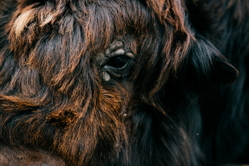 Closeup artistic portrait of primal ancient beast muzzle. Furry and funny mammoth hairy face. Prehistoric and endangered species in zoo. Wild danger angry mammal animal. Mongolian yak in wild terrain