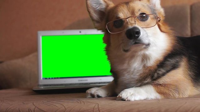 Dog Welsh Corgi Pembroke in glasses lies next to the laptop. Green screen.