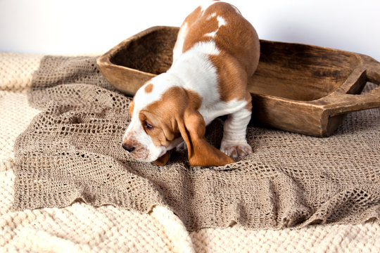 Basset hound puppy coming out of a wooden bowl