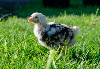 domestic nestling of a turkey