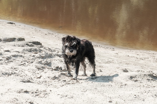 Dog on the river bank